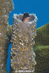 Cute little Redlip Blenny checking things out from the sa... by Barry Brown 